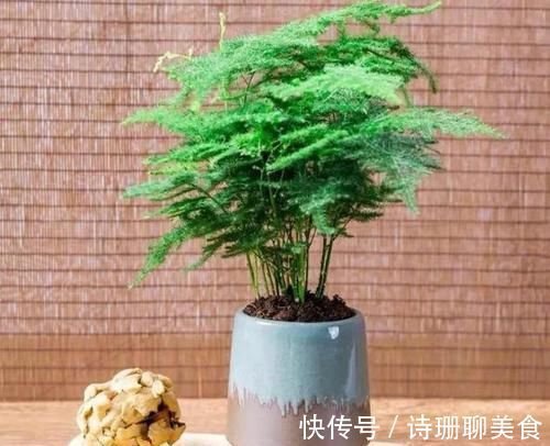 冬天，想要保花草“0伤亡”，不能光凭搬入室内，还得做到这些