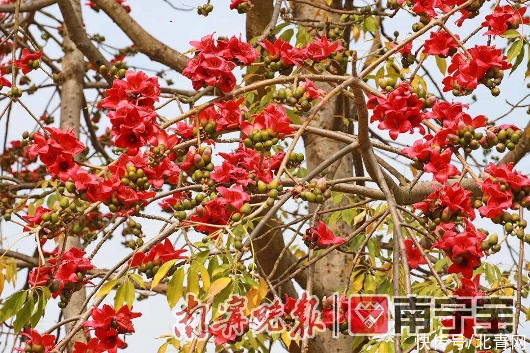 满城繁花一路相伴！邕城的春天太！美！了