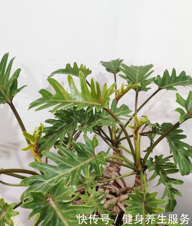 4种花太好养，沾土就能活，新手也能养爆盆！