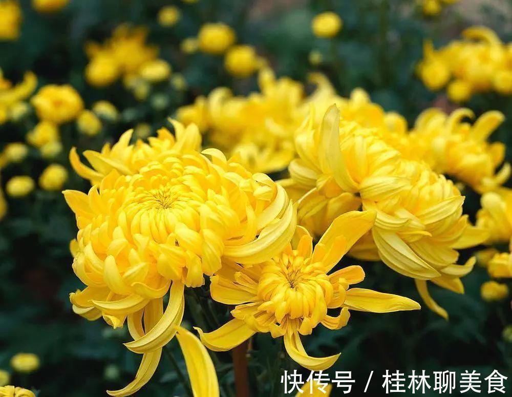 仙客来|4种花身材不大，花量却怪“吓人”，深秋花开一大片，美翻了