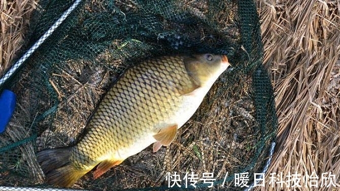 黑坑|钓鱼新手:粗线真的挡口吗?了解这4点,为你揭开挡口是否存在