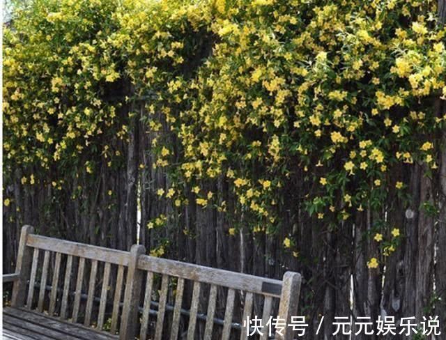 满院|家中别再乱养花了比桂花香10倍，花香袭人满院飘香