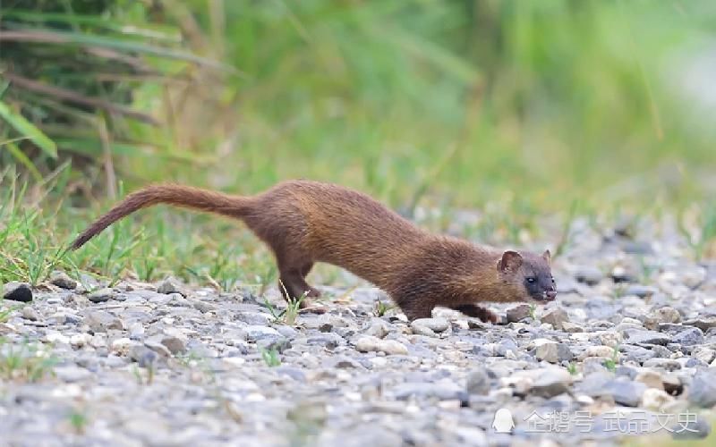 “黄鼠狼”为何不能吃,真的是因为迷信李时珍早已经给出答案