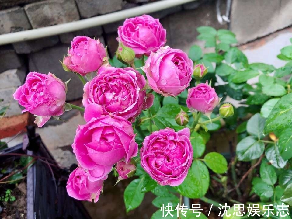 土壤|花盆里长虫子土壤“消消毒”才关键，教你3招，养啥都放心