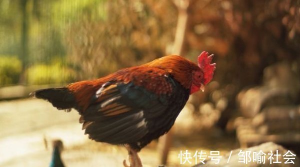 老人|为什么老人常说生肖鸡晚年“鸡犬不宁”家有属鸡的看看吧