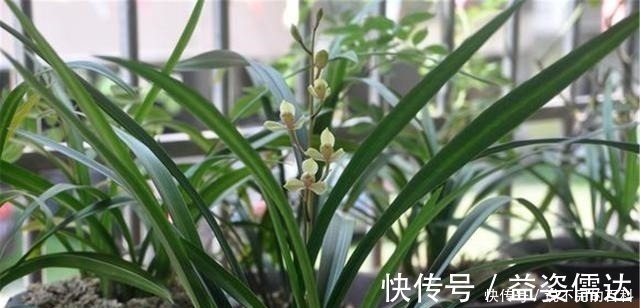 苗势|兰花长不好，把这2水果壳塞盆里，根系又多又白，苗势很旺！