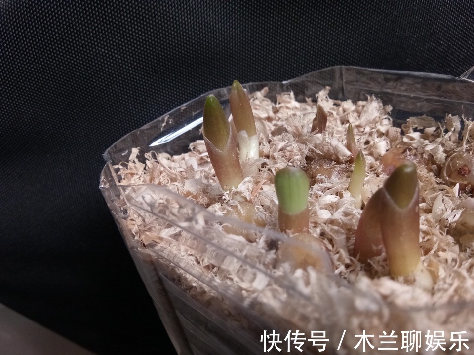 君子兰籽|30元买一斤“君子兰籽”，养1月“出苗”100棵，瞬间变“大户”