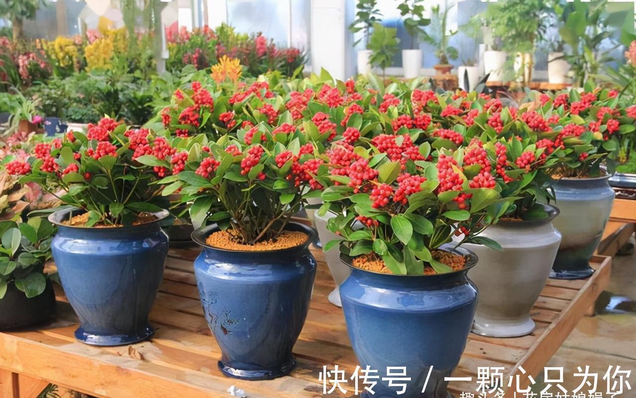 宝莲灯|8种价格昂贵的花卉，一盆好几百，有钱了一定要买一盆来养