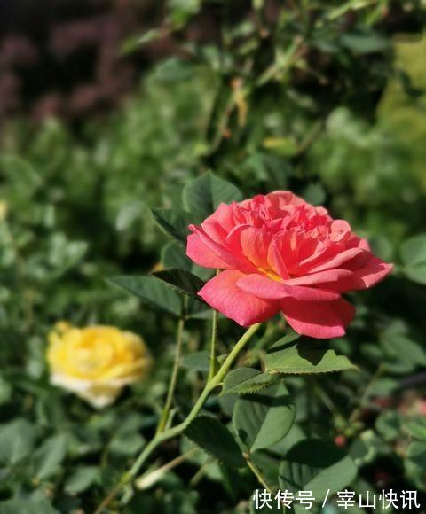 月季小苗一根杆,学个“小技能”,明年变老桩,枝繁叶茂开满花