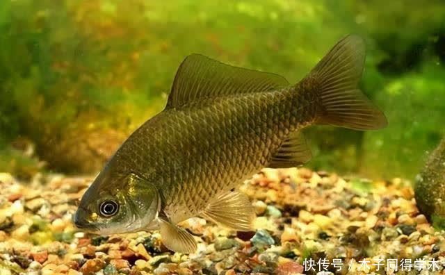 传统钓抬竿时机的把握,增加鱼获只需掌握这几点