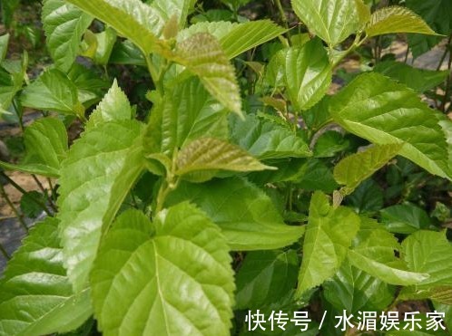 清热解毒|农村常见的几种野菜，能清热解毒、活血化瘀，早知早受益