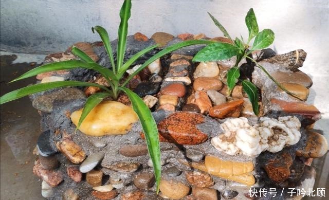石子|花盆不用买，河边捡堆小石头，做成漂亮的小花盆，养花好有韵味！