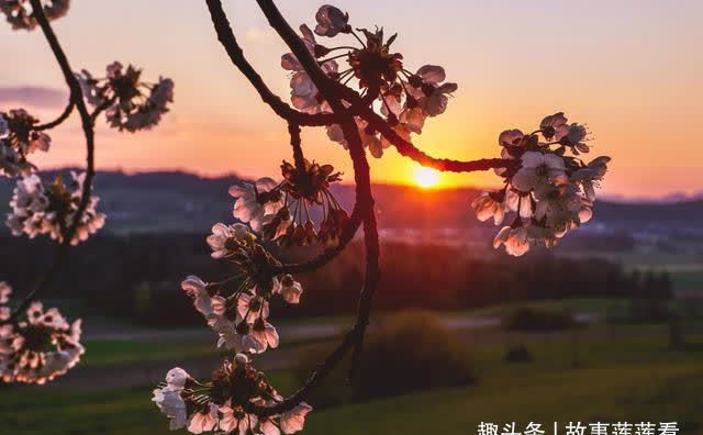 桃花|3天后，桃花飞舞，喜鹊归来，爱情甜蜜，牵手幸福，不在纠结