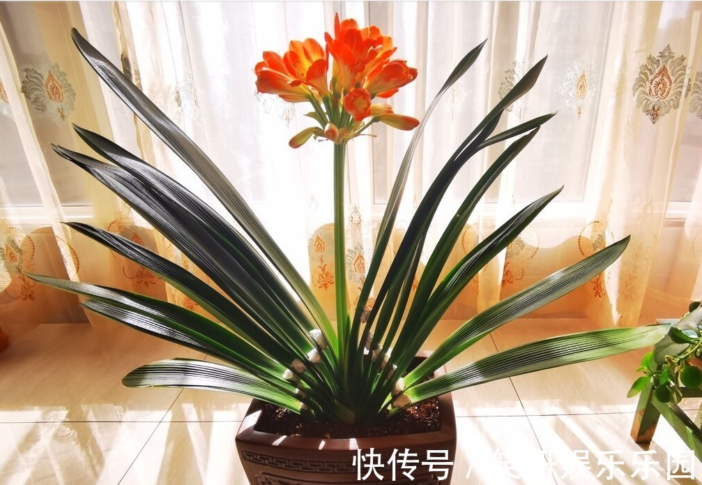 “春不出，夏不晒，秋不干，冬不湿”，君子兰的四季莳养