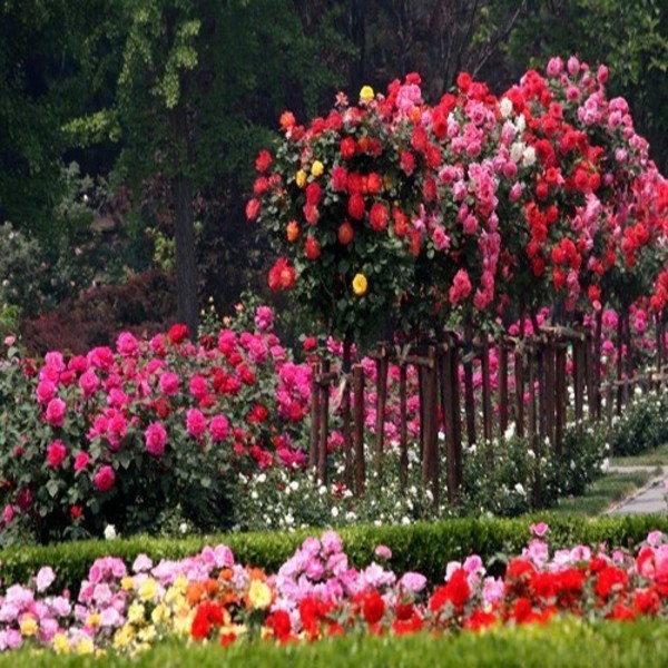 花了100块不到,庭院就大变样,花香四溢,一不小心变成花海