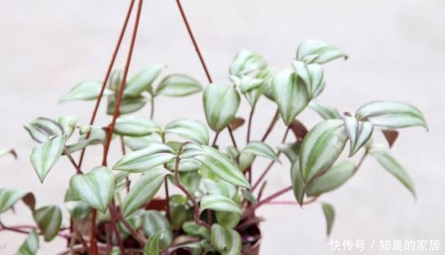 养花|12种净化空气非常棒的室内绿植,养花新手都养不死的植物
