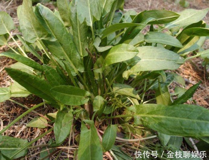 金不换|乡下俗称“金不换”的植物，比醋还酸，市场价值却很高，价值珍贵