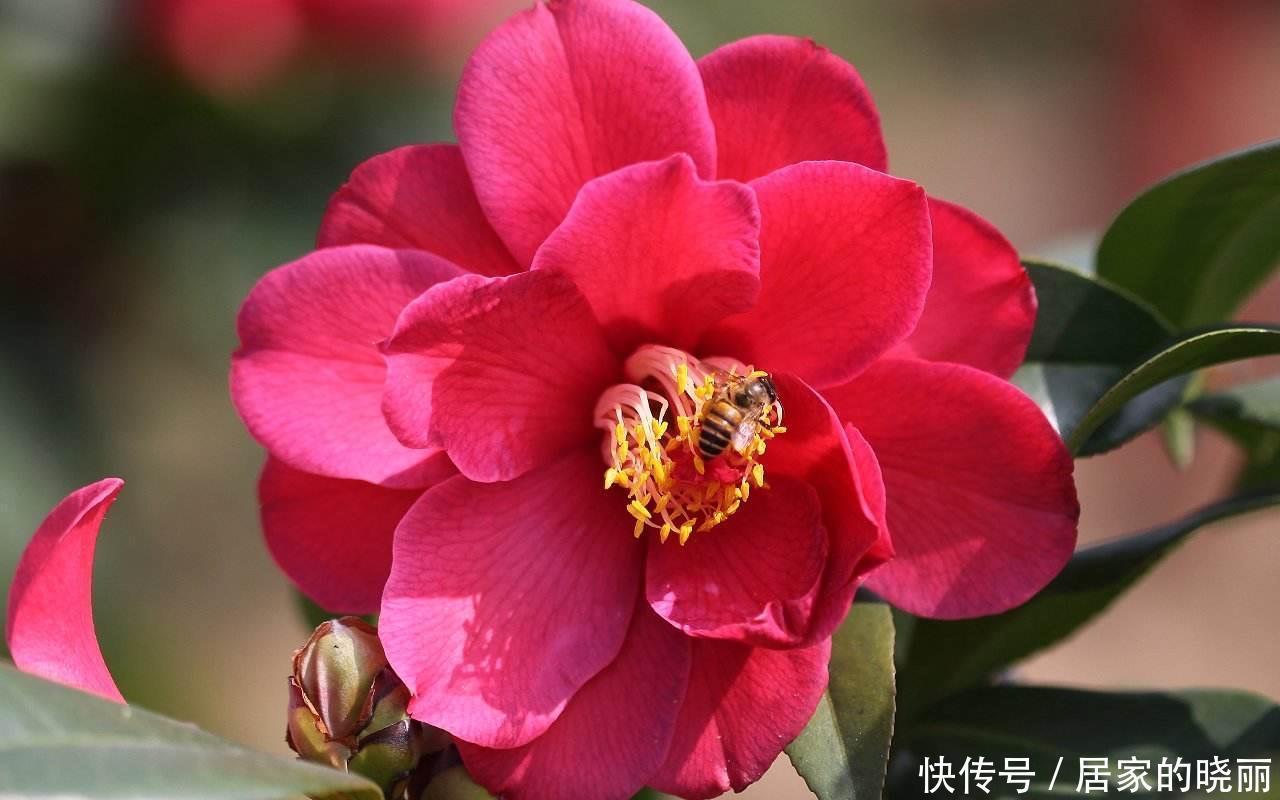 重瓣|两种漂亮耐寒的花,让阳台不单调,冬季天天赏花,花大色艳