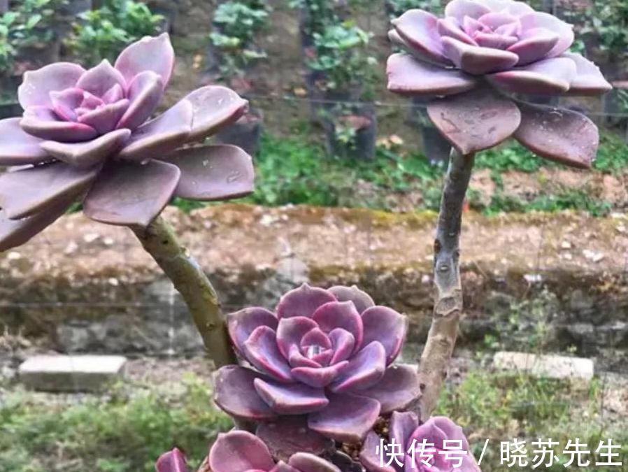 最爱多肉紫乐,好养殖易出状态,非常容易爆盆