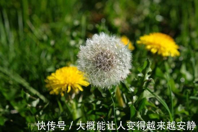 风寒感染|常吃蒲公英好处多，但和此物一起吃，可能是没病找病