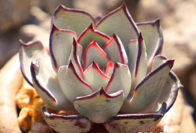 屌丝|多肉大和锦和剑司诺娃,一个好像没贵过,一个则从土豪变成了屌丝