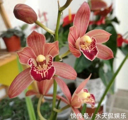 紫砂|“兰花”怎么养做好5点,叶子油绿,开花多,又香又好看!