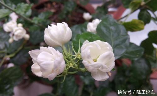 4种盆栽花卉,号称“香香公主”,家里养一盆,连香水都省了!