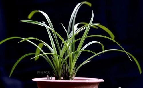 盆期|什么叫兰花服盆?兰友:这么说就明白了