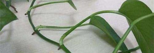  土壤|扦插绿萝，这种枝条最靠谱，生根快，长得旺，迅速长满盆