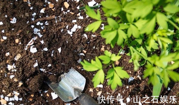 鸡蛋壳|在家里养花时,肥皂水、鸡蛋壳或煮菜的水别丢,是可以用来养花的