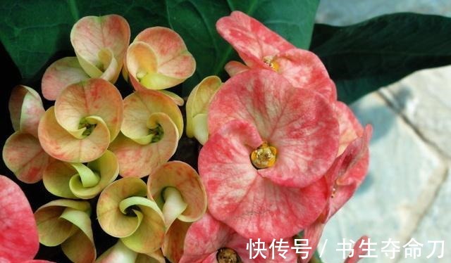 凤梨花|看一眼就想买回家的花, 好看又好养, 看看它们都是谁!