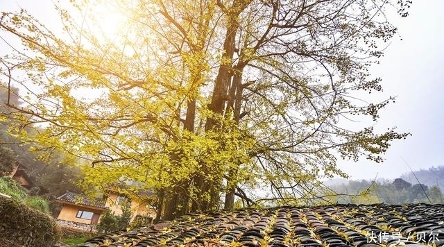 没落的千年银杏村，竟是郭子仪后裔的栖息地，太过萧瑟，谁来拯救！