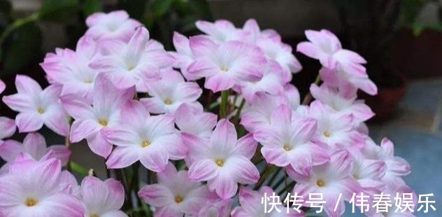 妖艳|泼辣的“胖美人”10块钱买“一堆”,狂风暴雨后,妖艳花满地