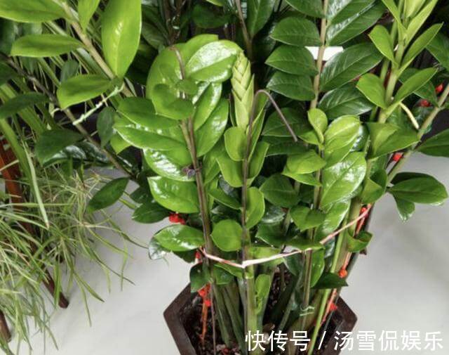 营养物质|发财树、金钱树喜欢“2种渣”,夏天埋入“1把”,根系开始变壮!