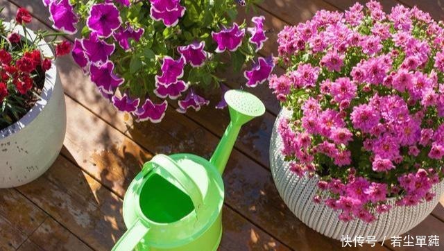 养花不开花用点“它”,催花好“助手”,喷一点点,花量翻倍!