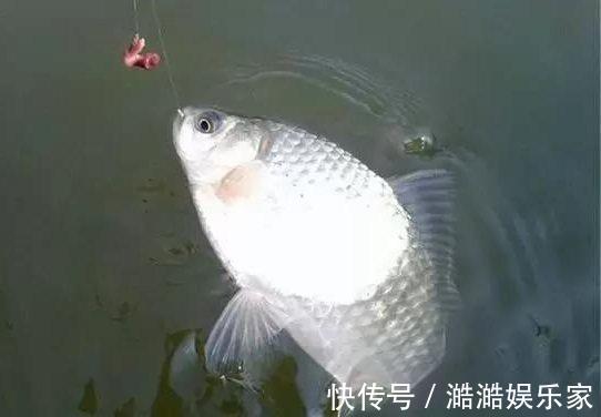 鱼儿|鱼情不好的时候,不妨试试这个钓法—“扎蛤蟆”
