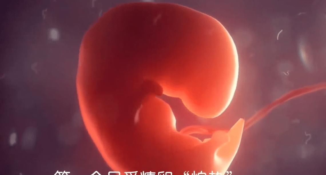 小尾巴|胎儿在孕妈肚子里最怕啥怀胎十月,每个月都有不同的“脆弱点”