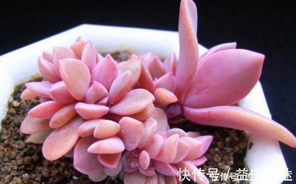 盆栽|这3款多肉,叶片粉嫩嫩,自带少女风,居家盆栽看着真撩人