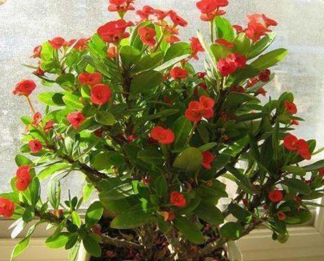 养花|养花就养此几款,全年开花不停,耐旱耐冷超好养