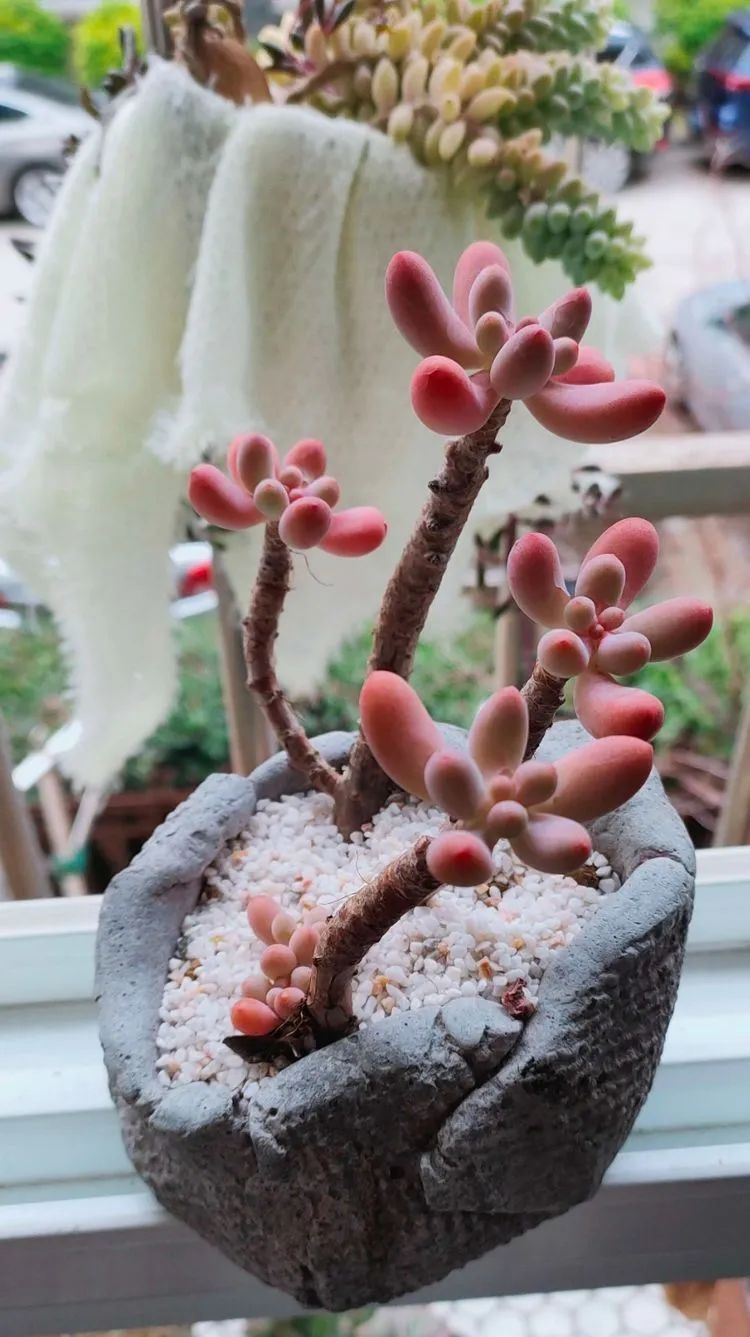 爱自己、爱家人、爱生活、爱多肉,因为有爱我便无惧风浪!