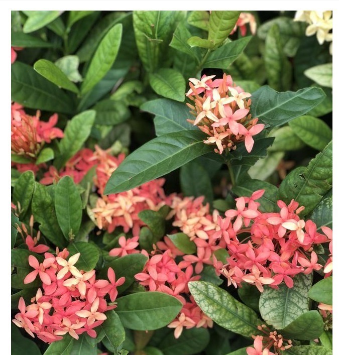 养花当然希望一直开花,以下这些花是可以全年开花的呢。