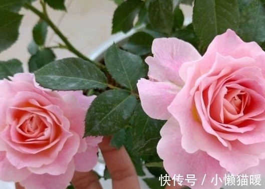 新叶|月季新芽枯萎、畸形怎么回事,打药治疗时,这些值得注意