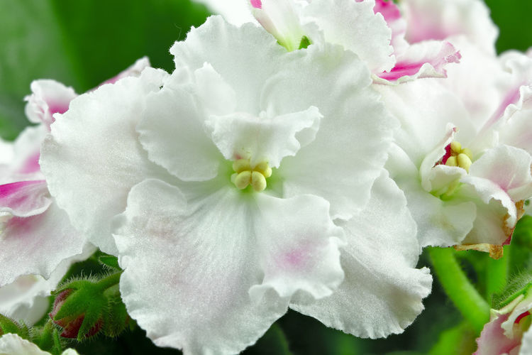 花卉|几款花卉养在家里,四季繁花似锦,花开枝繁叶茂