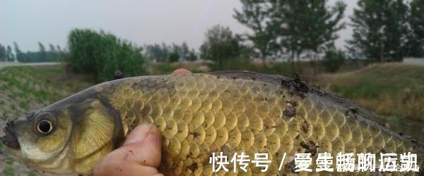 老话讲“钓鱼要钓草,不然要白跑”!但这4种水草钓也白跑