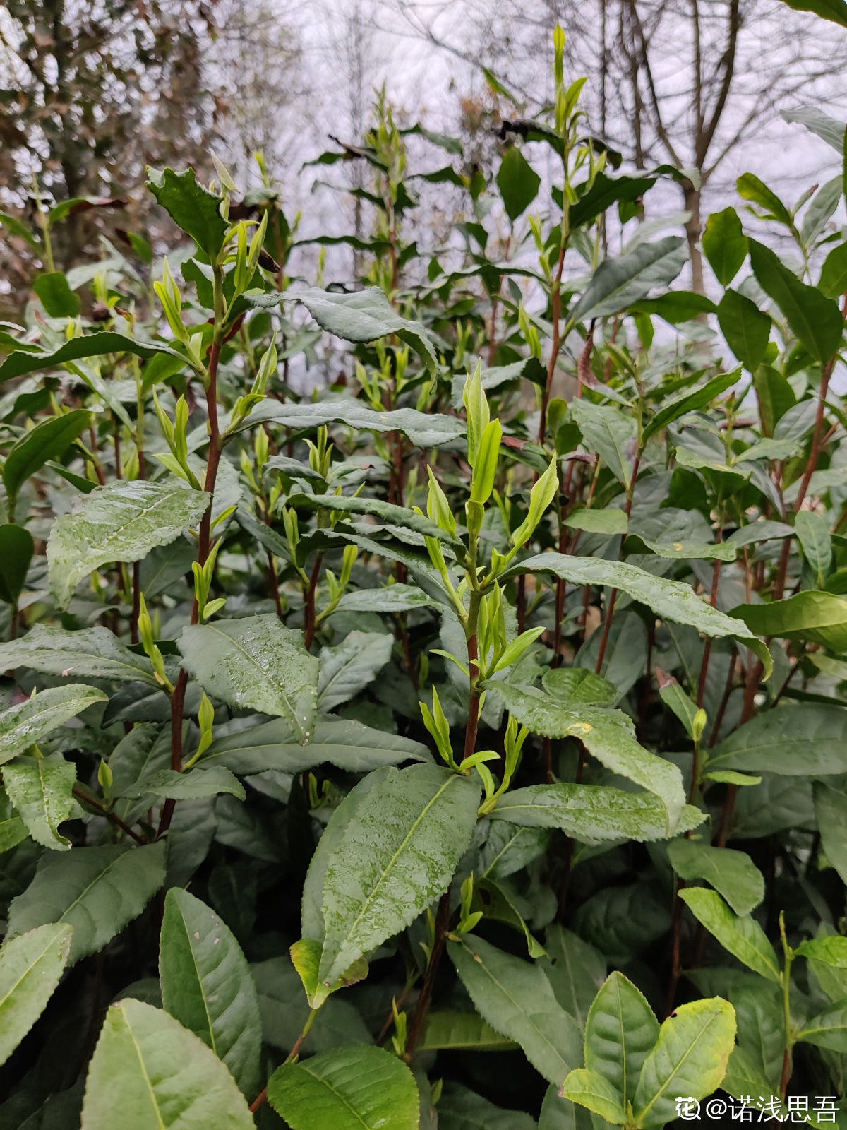 老人|茶叶扔掉太浪费，泡过的、过期的还能这样用，家里老人都不知道