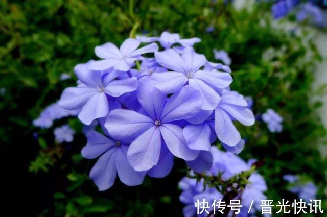 荷花|几种花卉养在家里,花大色艳胜玫瑰,喜庆又漂亮