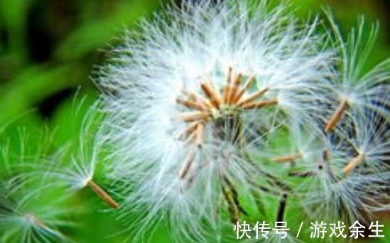 泡水|蒲公英该怎样泡水喝才是最好的,除了泡水,怎样吃才健康