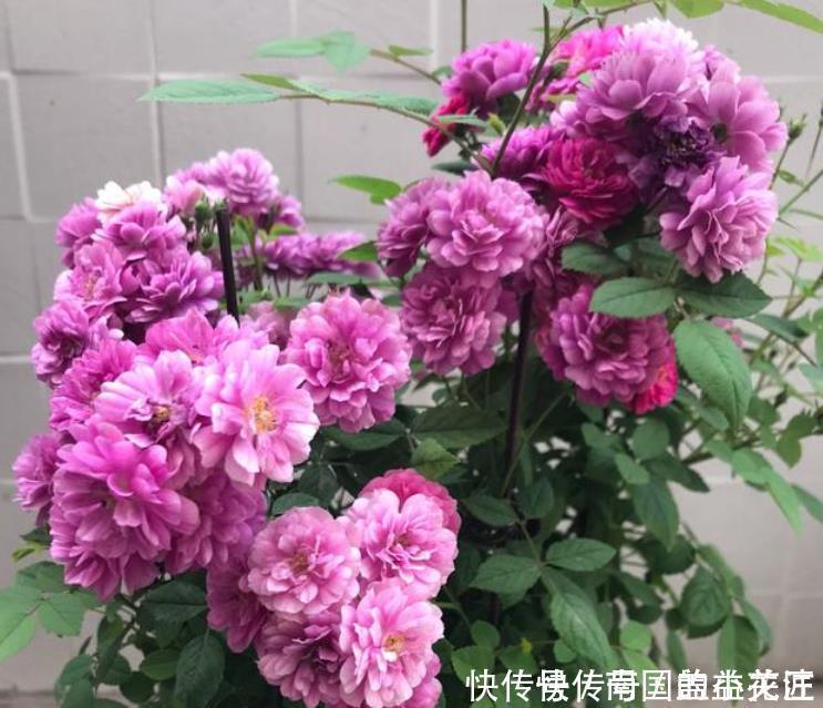 夏天最火的4种花,好养又漂亮,花姿妖娆,四季繁花似锦,美
