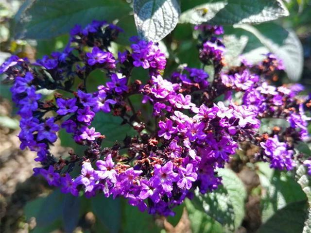 和香水一样香的草，紫色花朵超迷人，阳台种一盆，又香又美