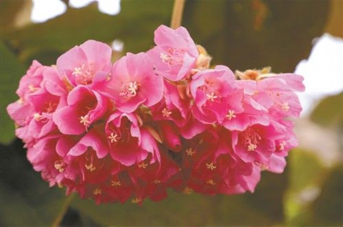 老年|非洲芙蓉怒放迎人